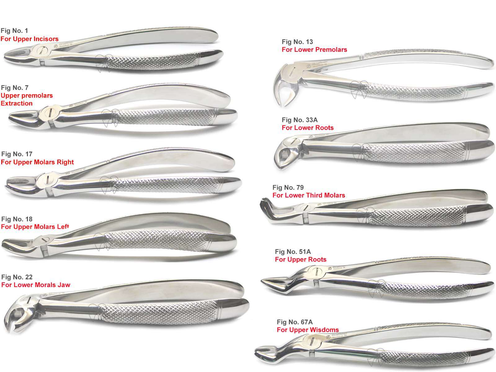 Extraction Forceps Kit 10/PK English Pattern